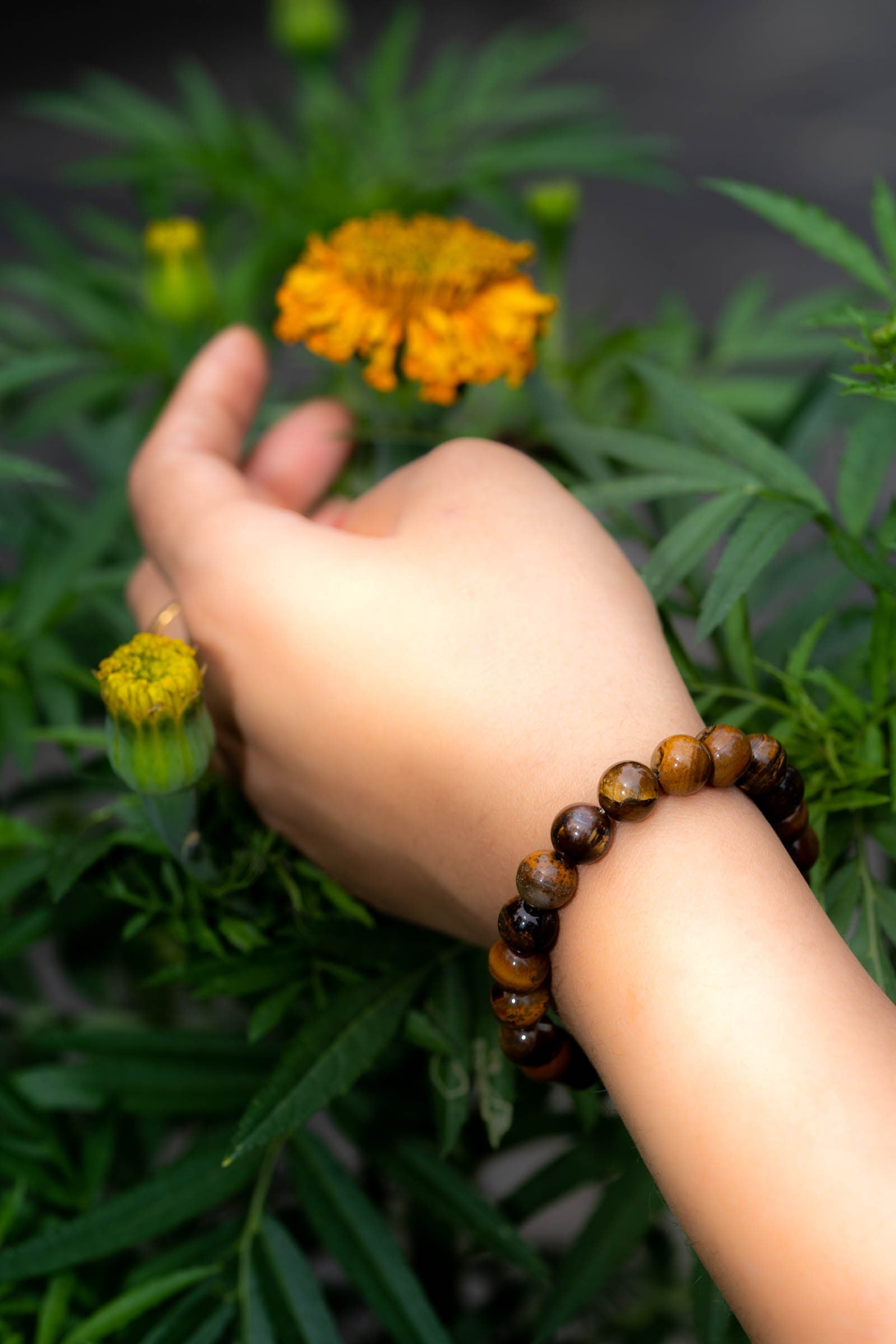 Tiger Eye Round Bracelet - Lucky Thanka
