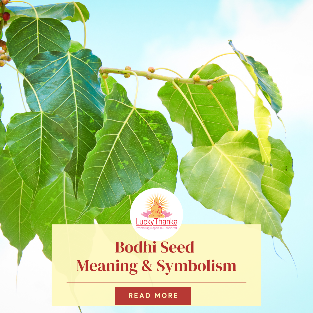 Bodhi Seed Meaning